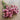Preserved Globe Amaranth Bundle