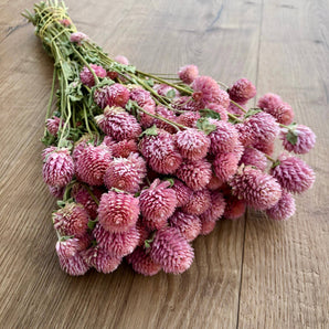 Preserved Globe Amaranth Bundle