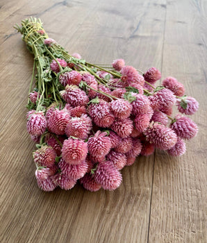 Preserved Globe Amaranth Bundle