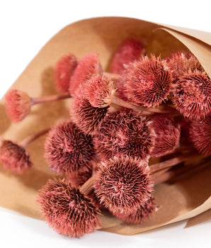 Preserved Mini Pink Wild Daisy Bundle