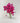 Preserved Hot Pink Globe Amaranth