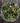 Preserved Bungalow Eucalyptus Wreath