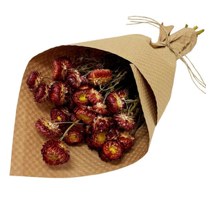 Preserved Strawflower Bundles: Red