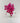 Preserved Hot Pink Globe Amaranth