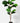 Fiddle Leaf Fig Plant