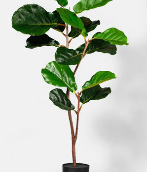 Fiddle Leaf Fig Plant