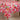 Floral Tablecloth