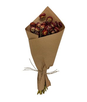 Preserved Red Strawflower Saje Rose 