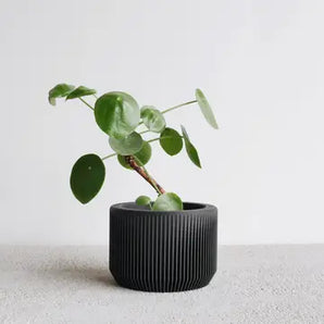 Saia Planter