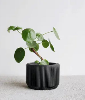 Saia Planter