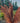 Potted ornamental plant with feathery leaves in a garden setting