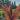 Potted ornamental plant with feathery leaves in a garden setting