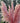 Pink pampas grass plant in a garden setting with trees in the background