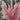 Pink pampas grass plant in a garden setting with trees in the background