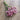 Preserved Globe Amaranth Bundle