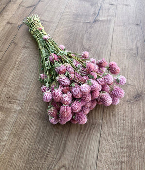 Preserved Globe Amaranth Bundle