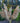 Luxury Oversized Pampas Grass | Natural Golden