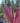 Pink feathered plant in a garden setting with trees and a wooden fence in the background.