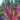 Pink feathered plant in a garden setting with trees and a wooden fence in the background.